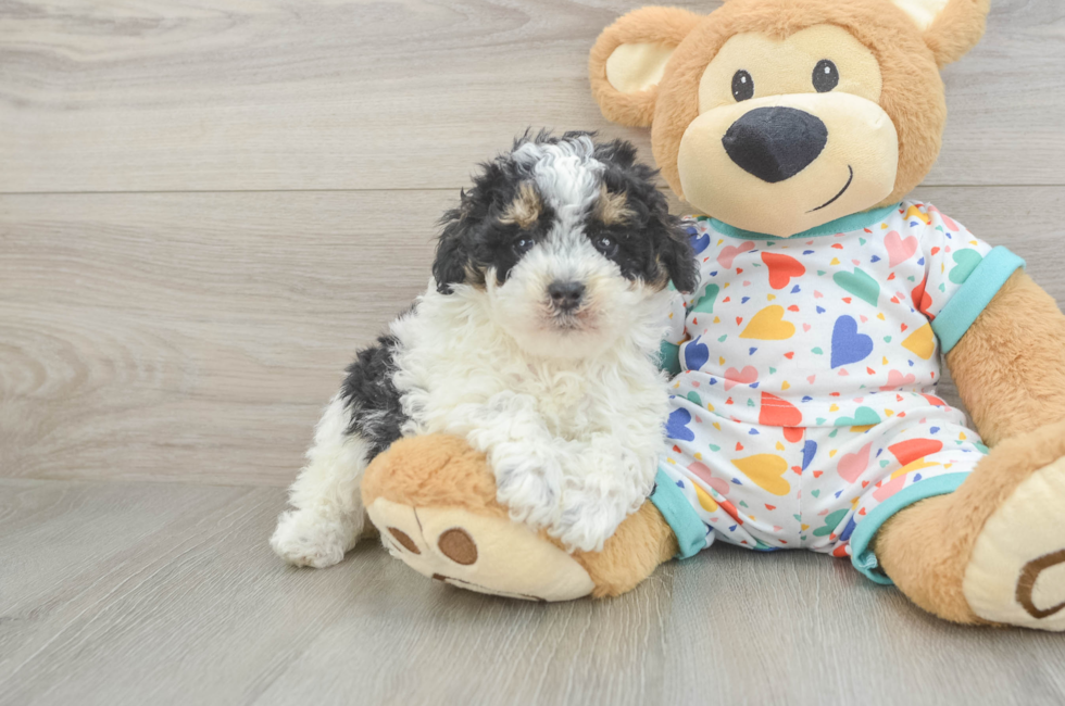 5 week old Poodle Puppy For Sale - Pilesgrove Pups