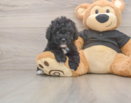 6 week old Poodle Puppy For Sale - Pilesgrove Pups