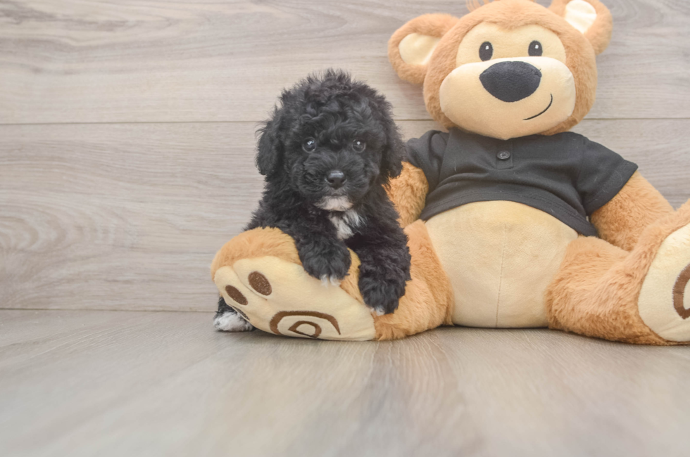6 week old Poodle Puppy For Sale - Pilesgrove Pups