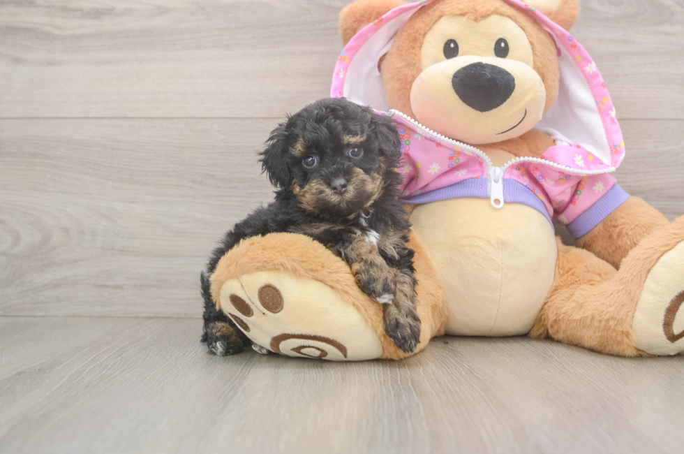 5 week old Poodle Puppy For Sale - Pilesgrove Pups
