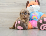 8 week old Poodle Puppy For Sale - Pilesgrove Pups