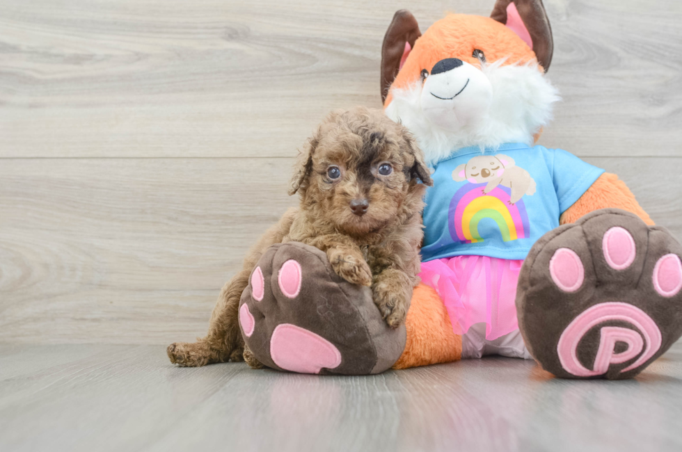 7 week old Poodle Puppy For Sale - Pilesgrove Pups
