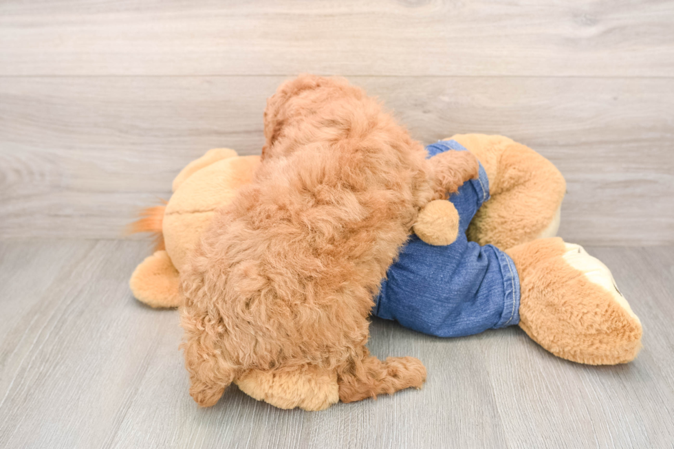 Akc Registered Poodle Baby