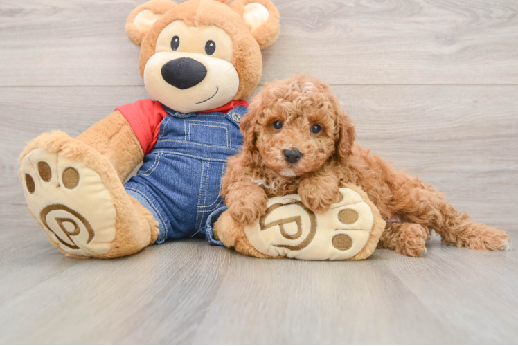 Poodle Pup Being Cute