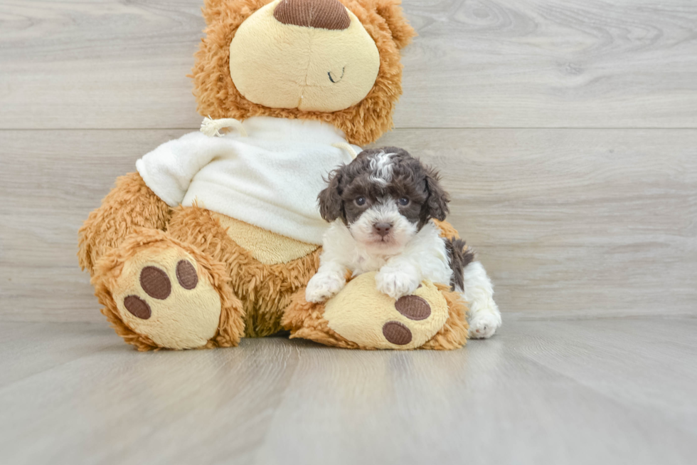 Poodle Pup Being Cute