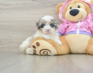 8 week old Poodle Puppy For Sale - Pilesgrove Pups