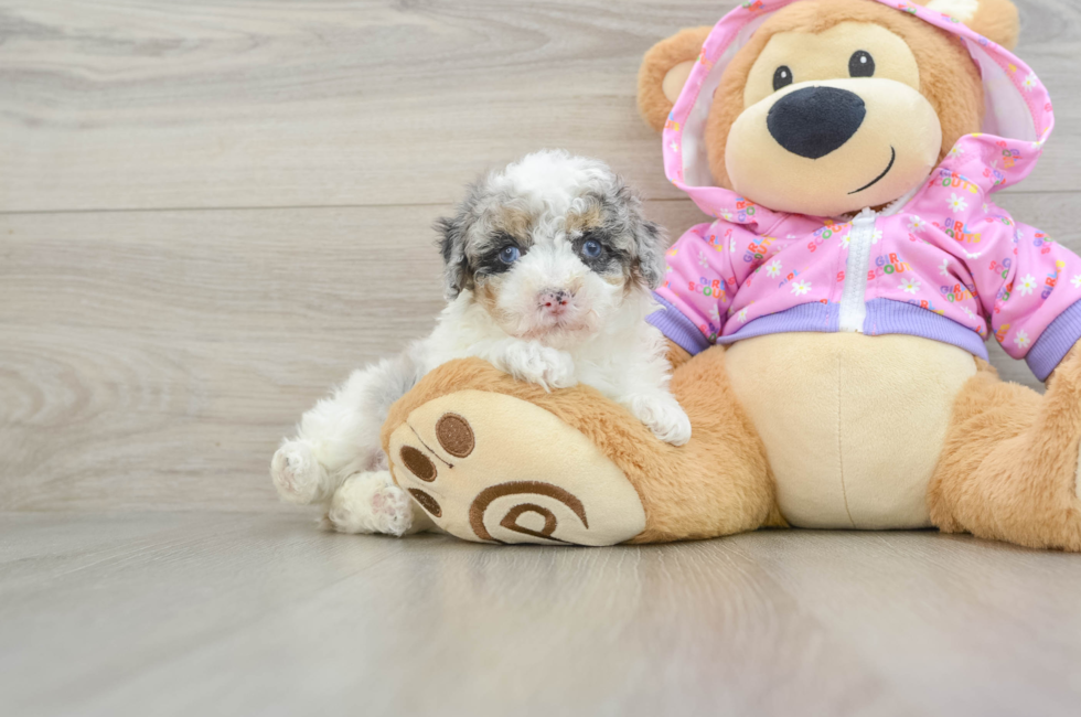 8 week old Poodle Puppy For Sale - Pilesgrove Pups