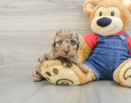 6 week old Poodle Puppy For Sale - Pilesgrove Pups