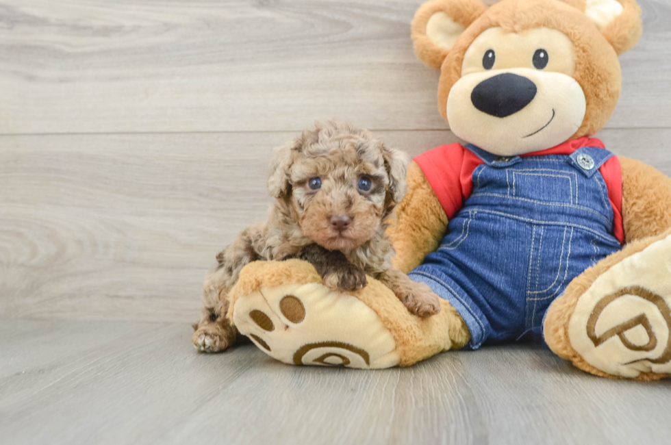 6 week old Poodle Puppy For Sale - Pilesgrove Pups