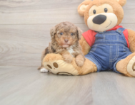 9 week old Poodle Puppy For Sale - Pilesgrove Pups