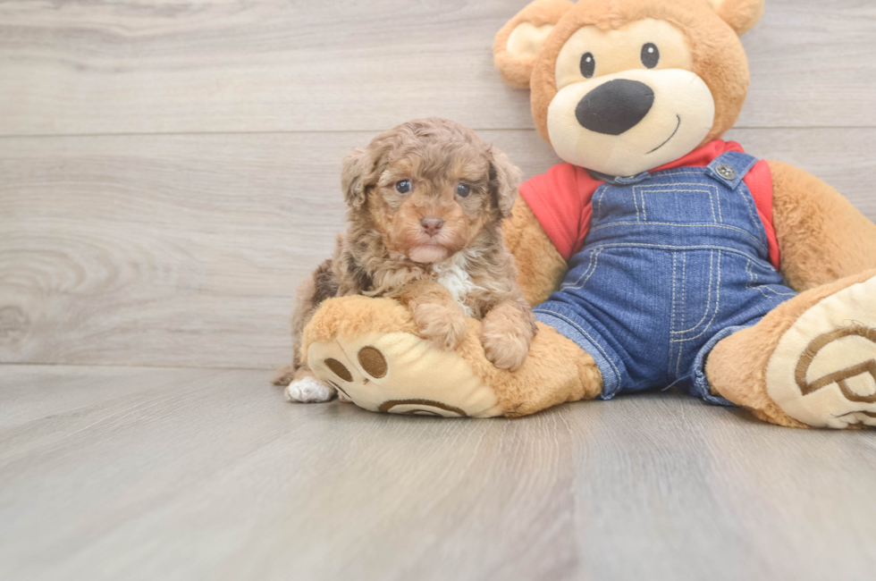 5 week old Poodle Puppy For Sale - Pilesgrove Pups