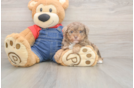 Sweet Pudle Purebred Puppy