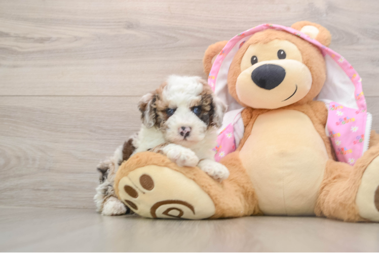 Popular Poodle Purebred Pup