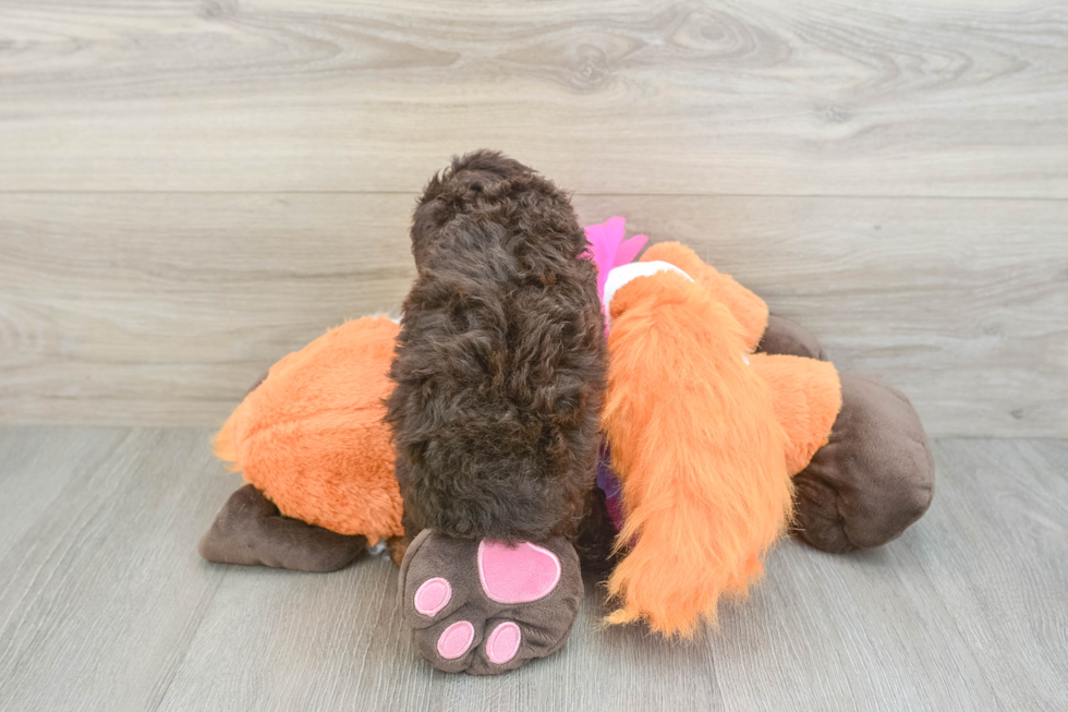 Smart Pudle Purebred Puppy