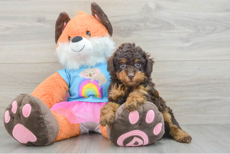 Poodle Pup Being Cute