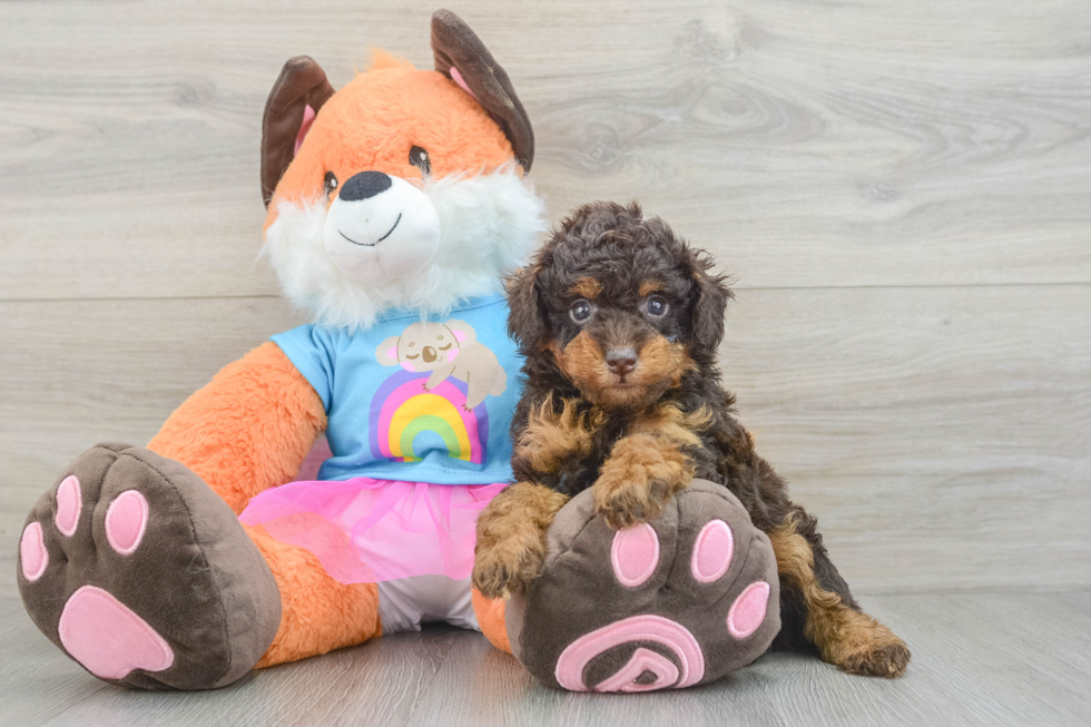 Poodle Pup Being Cute