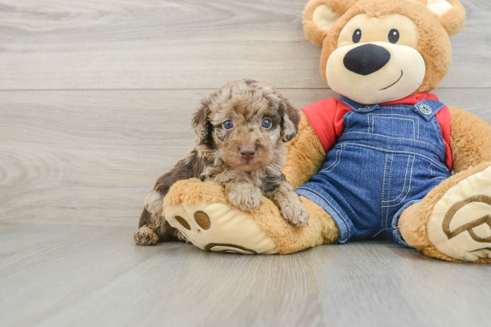 Little Poodle Baby