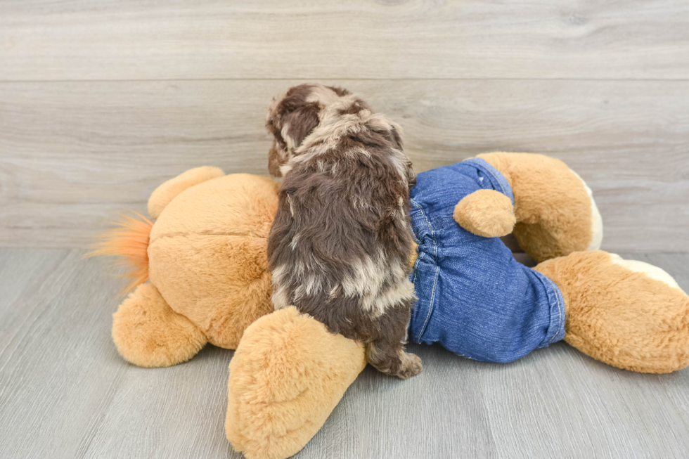 Poodle Puppy for Adoption