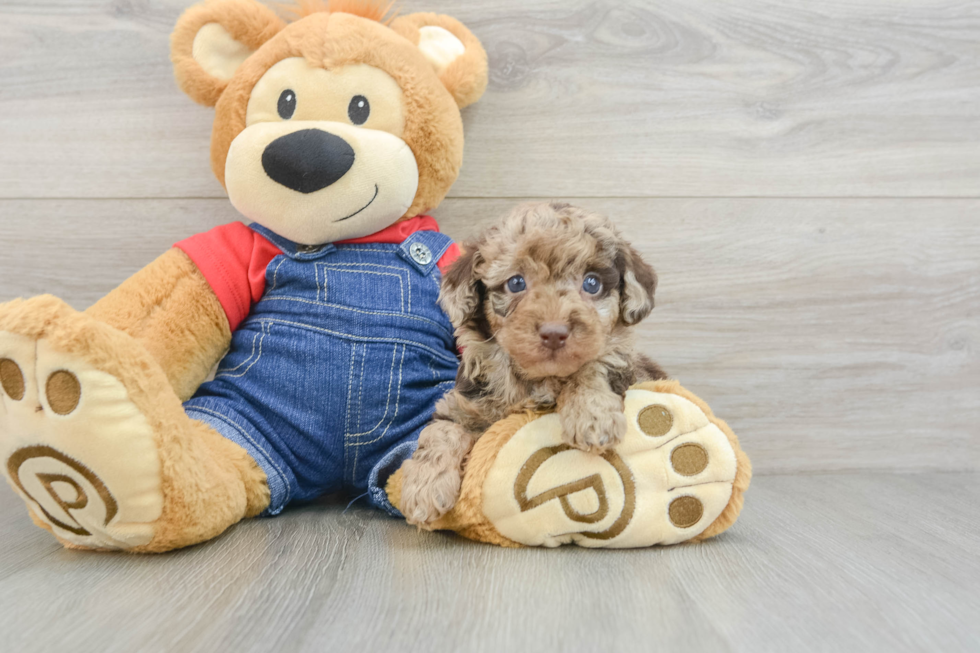 Best Poodle Baby
