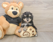 6 week old Poodle Puppy For Sale - Pilesgrove Pups