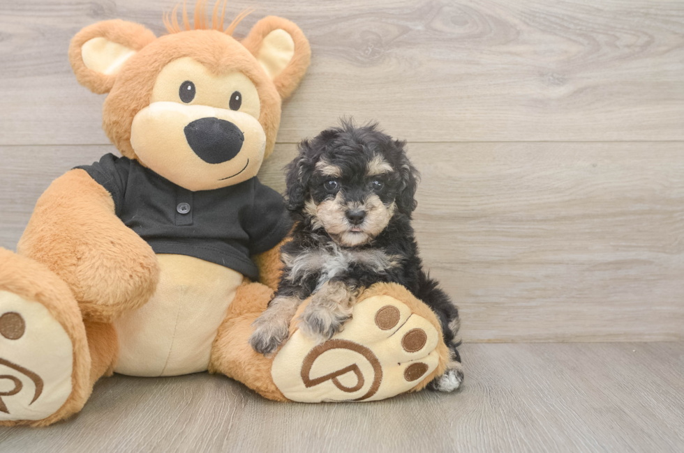 6 week old Poodle Puppy For Sale - Pilesgrove Pups