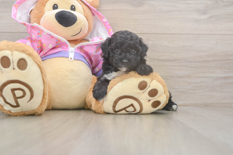 5 week old Poodle Puppy For Sale - Pilesgrove Pups