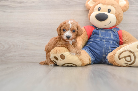 Poodle Pup Being Cute