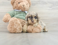 7 week old Poodle Puppy For Sale - Pilesgrove Pups