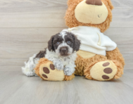 7 week old Poodle Puppy For Sale - Pilesgrove Pups