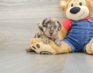 6 week old Poodle Puppy For Sale - Pilesgrove Pups
