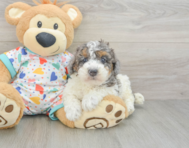 8 week old Poodle Puppy For Sale - Pilesgrove Pups