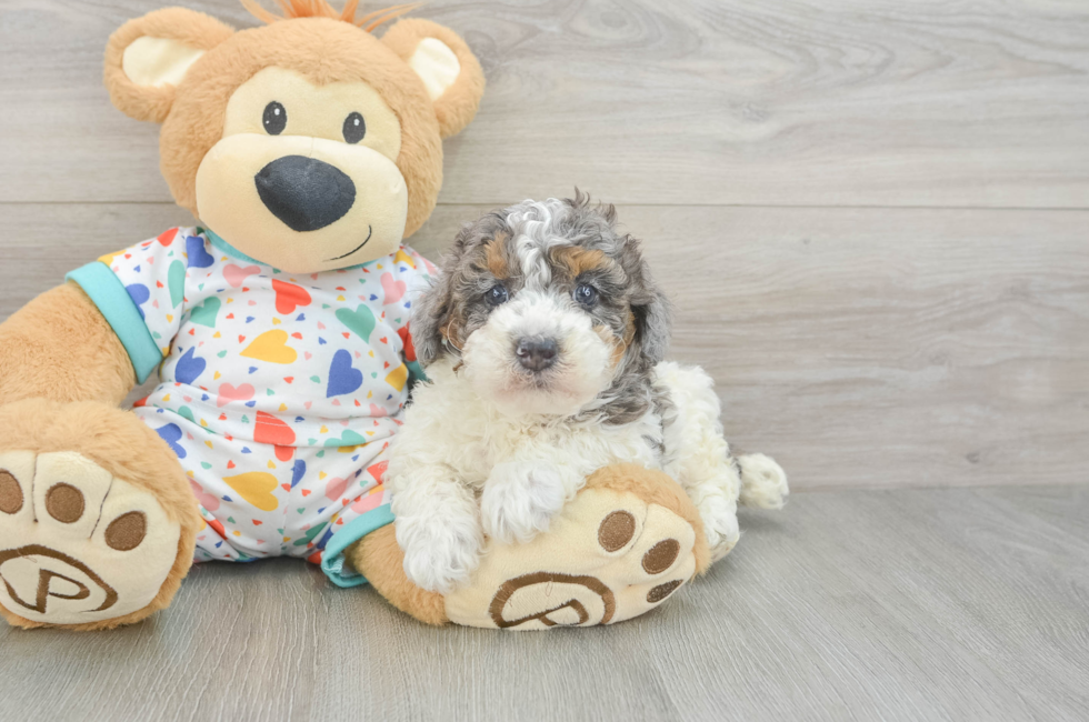 5 week old Poodle Puppy For Sale - Pilesgrove Pups