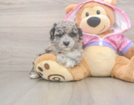 8 week old Poodle Puppy For Sale - Pilesgrove Pups