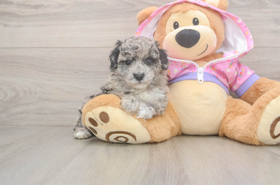 5 week old Poodle Puppy For Sale - Pilesgrove Pups