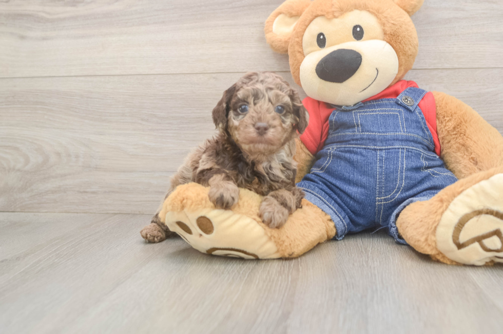 5 week old Poodle Puppy For Sale - Pilesgrove Pups