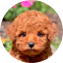 Poodle Puppy For Sale - Pilesgrove Pups Poodle Puppy For Sale - Pilesgrove Pups