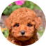 Poodle Puppies For Sale - Pilesgrove Pups Poodle Puppies For Sale - Pilesgrove Pups