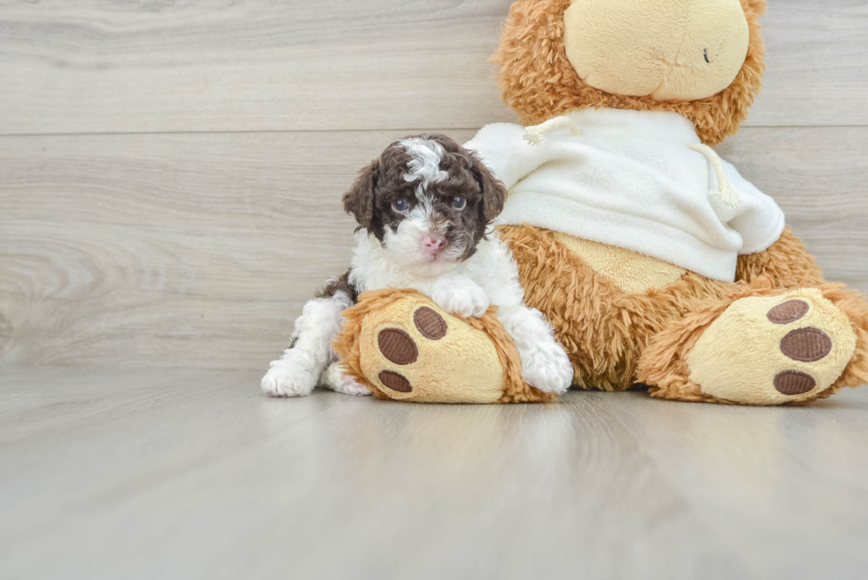 Poodle Pup Being Cute