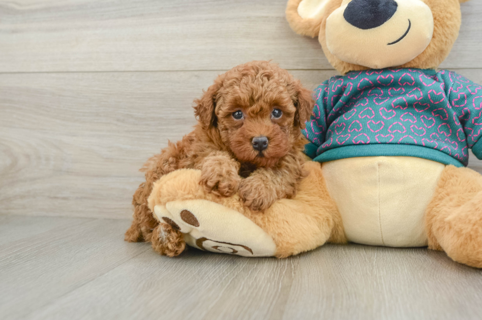6 week old Poodle Puppy For Sale - Pilesgrove Pups