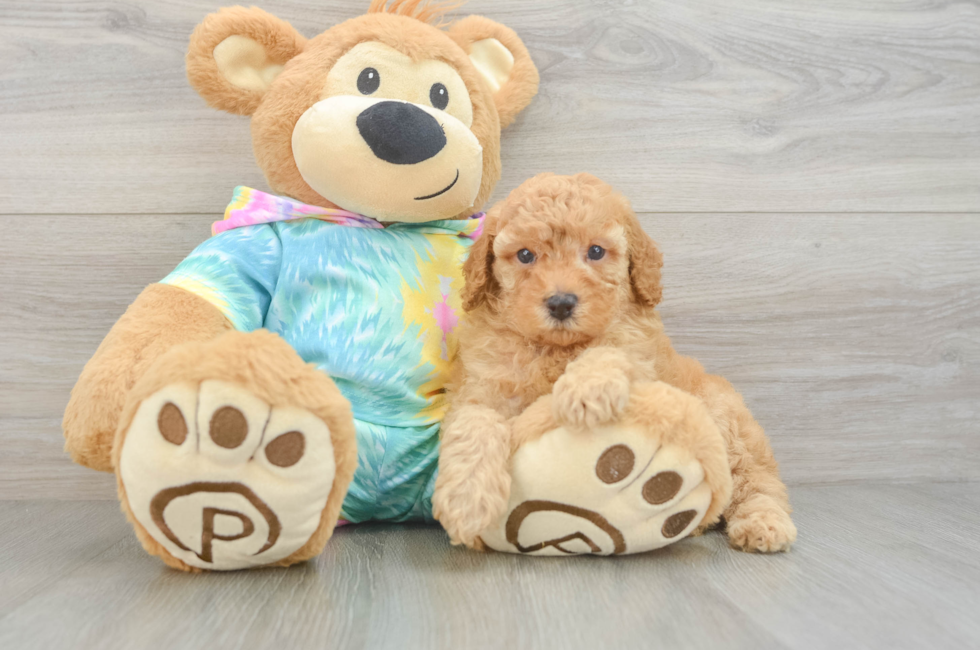 5 week old Poodle Puppy For Sale - Pilesgrove Pups
