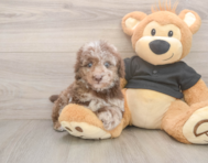 7 week old Poodle Puppy For Sale - Pilesgrove Pups