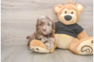 Playful Poodle Purebred Pup