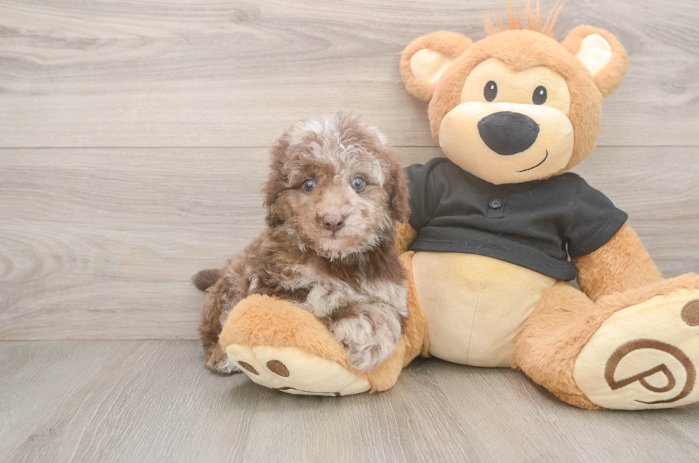 5 week old Poodle Puppy For Sale - Pilesgrove Pups