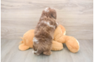 Sweet Caniche Purebred Puppy