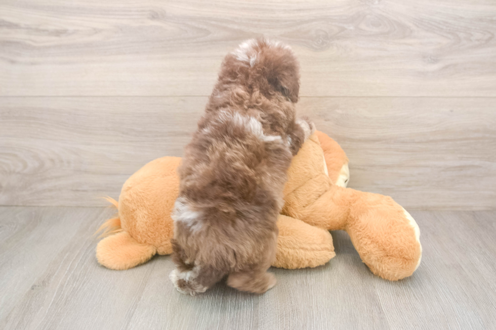 Sweet Caniche Purebred Puppy