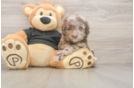Best Poodle Baby