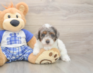 8 week old Poodle Puppy For Sale - Pilesgrove Pups