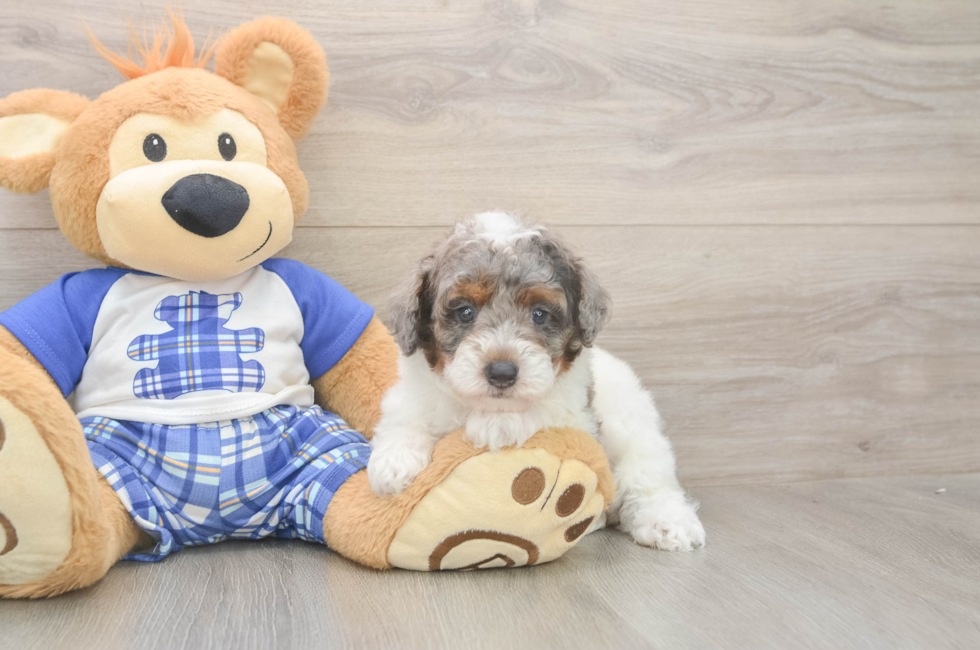 5 week old Poodle Puppy For Sale - Pilesgrove Pups