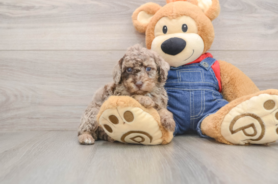 Akc Registered Poodle Purebred Pup