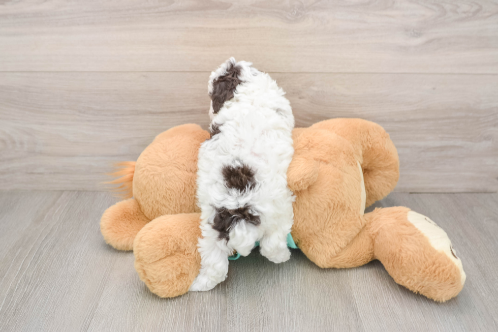 Small Poodle Purebred Pup